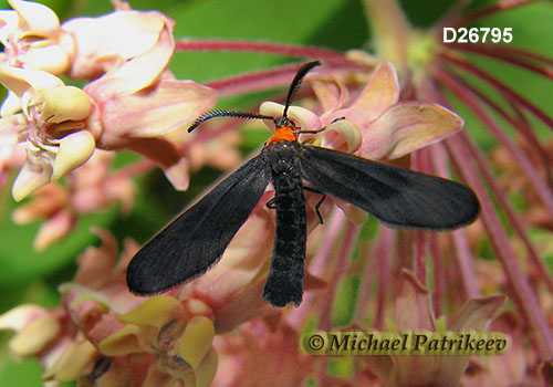 Harrisina americana